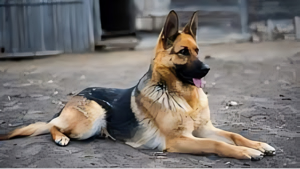 German Shepherd Golden Retriever Mix Full Breed Info 2024